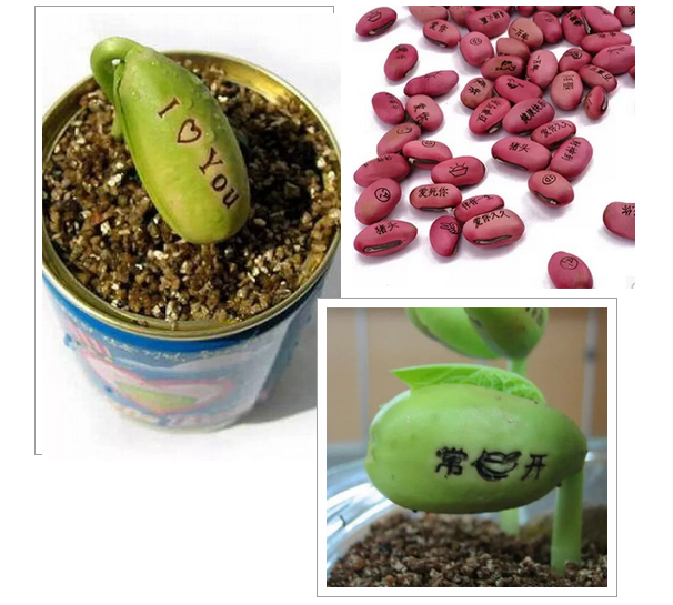 激光打標(biāo)魔豆，讓愿望如花兒般綻放